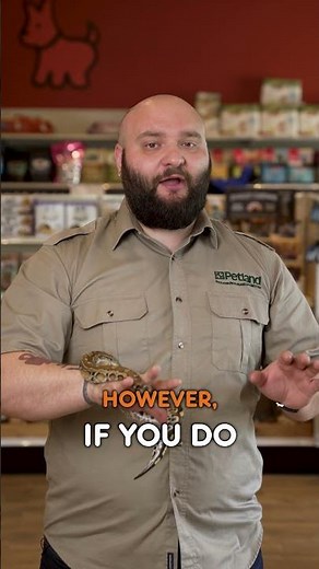 Blood Python #reptile #bloodpython #python