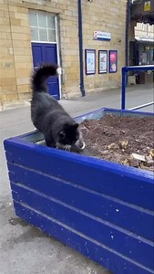 203K views · 9.3K reactions | Tidying up afterwards | The Huddersfield Station Cats | Facebook