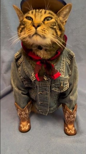 Cats in Costumes: The Ultimate Fashion Show! 😺🎭