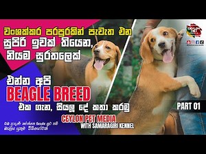 The Beloved hounds: Beagle Dog Sinhala - සුපිරි ඉවක් තියෙන බීගල් සුරතලෙක් -𝗖𝗲𝘆𝗹𝗼𝗻 𝗣𝗲𝘁 𝗠𝗲𝗱𝗶𝗮- Part 01