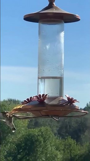 🦗 Praying Mantis HUNTS & EATS a Hummingbird! 😱 (4-Inch Assassin vs. Tiny Bird – Shocking Footage)
