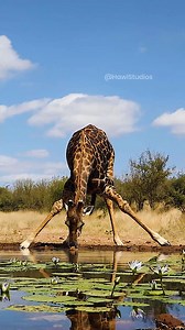 Giraffe Drinking Water #giraffe #water #drinking #wildlife #amazing #nature #waterhole #love HA89294 | HAWI Studios