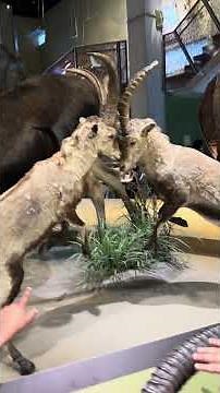 INSIDE the Perot Museum of Nature and Science! Epic Field Trip for Students, Teachers, and Parents!