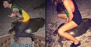 Florida woman arrested after riding sea turtle
