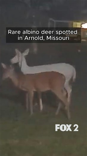 601K views · 12K reactions | A rare albino deer was caught on camera in the front yard of a home in Arnold. The deer was spotted grazing with its herd, calmly enjoying a late-night snack before it took off into the dark. This moment was captured just before midnight on Friday by Fox 2 viewer Branden Fehr’s doorbell camera. Read more on fox2now.com | Fox2Now | Facebook