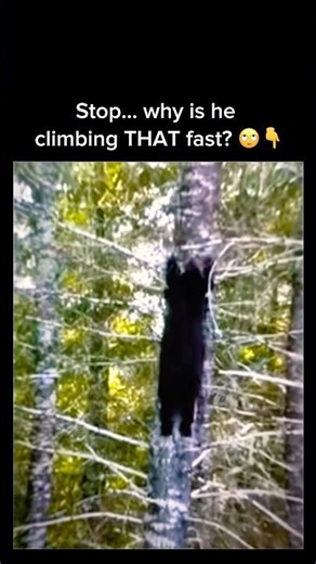 Bear Climbs a Tree Fast