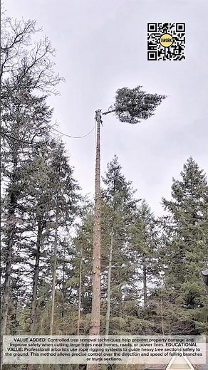 Controlled Tree Removal Using Rope Rigging Near Power Lines #9work