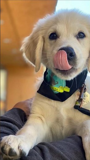 Day-1 Golden retriever Check description for this breed information