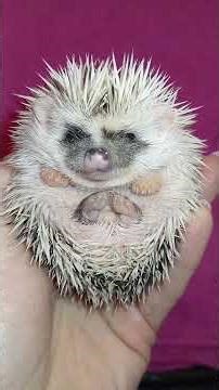 🥰💖 Boy Hedgehog - poem) Very cute hedgehog boy) #ezhikafro #hedgehog #animals #funnyvideo #hedgeh...