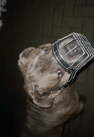 🐻 #canecorso #guarddog #scarydogprivilege #walkingaloneatnight #dogsoftiktok