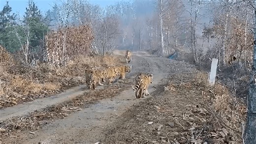 Adorable World-First Footage Of Endangered Tiger Mom With 5 Cubs Marks Huge Conservation Win