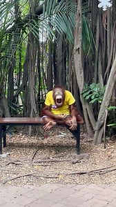 63K views · 1.5K reactions | Orangutan yawning! 獵 | Times Of Media | Facebook