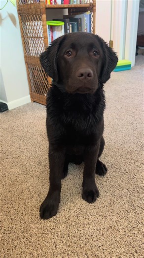 Post-Bath Dog Dryer Battles: Adorable Labrador Moments