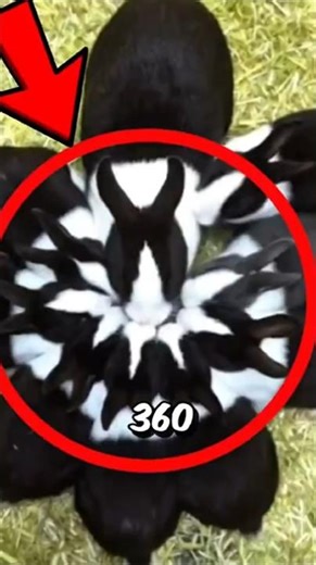 Rabbit Vision Is Wild ‼️😱