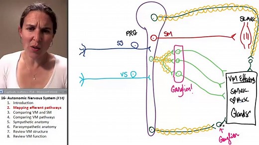 Autonomic Nervous System 2- Mapping Efferent Pathways