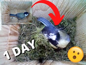 82M views · 966K reactions | AMAZING work from this Great Tit today  All of this happened in just a few hours  | Nest Box Live | Facebook