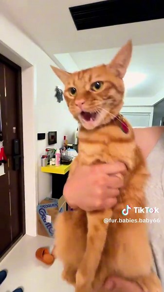 Cats That Understand Human Language