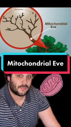 Who was mitochondrial Eve? #science #teacher #evolution #anthro #edutok #learnontiktok #biology #history