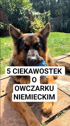 5 ciekawostek o Owczarku Niemieckim #owczarekniemiecki #germanshepard #ciekawostki #piesrasowy #wilc
