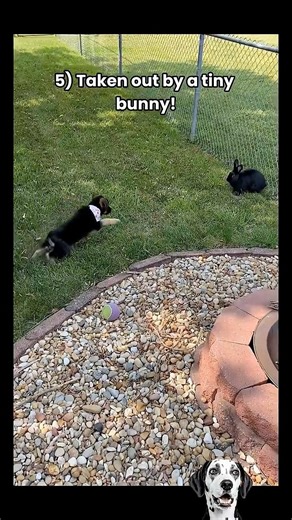 Why German Shepherds are the best dogs 🐶 #germanshepherd #cutedog #core #funnypets