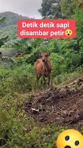 5.6K views · 22 reactions | Detik detk sapi disambar Petir  | Hotmartangiang Banjarnahor | Facebook