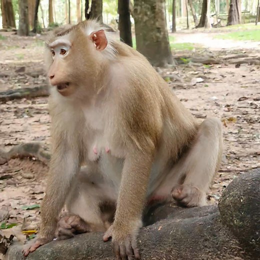 8.3K views · 191 reactions | Pregnancy monkey Rose running so fast! | Margaret | Facebook