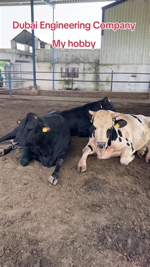 Dubai Engineering & co (@dubaiengineeringcompany1)’s videos with original sound - Dubai Engineering & co