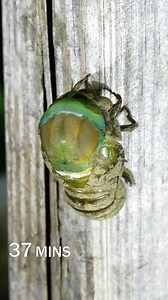 Cicada molting time lapse