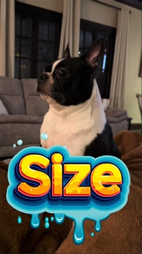 Why dog has different sizes? #dog #dogs #shorts #shortvideos #shortvideo #viral #viralvideo