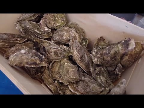 Transforming oyster shells into a bio-alternative concrete | REUTERS