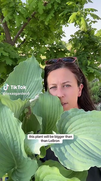 This hosta variety will grow 30”x 84”! A few hosta tips: do full shade or dappled shade and keep the thing out of the wind! Wind tatters the leaves like crazy. Make sure the site drains well but stays evenly moist. I got this GORGEOUS guy at Calloways. #hosta #plantsoftiktok #gardentips #gardening101 #texasgarden #shadegarden #PlantTok #lookatthis #hugeplants #ilikebigplants