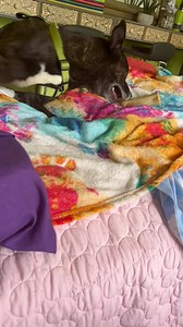 Donations can be made for his care to Silver Snout Senior Dog Rescue. I only pulled him so he didn’t get killed over shortage of time and space. He’s met three men so far in public and couldn’t care less. Doesn’t mean he can’t be tough, but he’s not been while with me. He’s a playful middle-aged dog who gives great kisses and likes toys. He will make someone a great dog. Beautiful and sweet. | SOAR: Street Outreach Animal Response Initiative