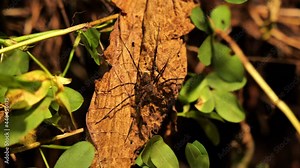 Dolomedes spider or raft spider on a leaf close to a river Costa Rica night life close up