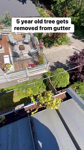 Well grown little tree gets removed from super clogged gutters | Spencer Claeys