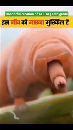 Wonderful Creation Of Allah | Tardigrade | Wonderful Creation Of Allah | Tardigrade #shorts #shor...