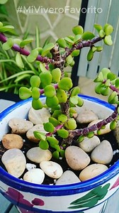 1.2M views · 20K reactions | Si consigues esta planta tendrás buena suerte - #miviverofavorito . . . . . . . . #jardin #flores #sustrato #fertilizante #Huerto #Plantas #Siembra #Semillas #Germinacion #Cactus #Suculentas #Anturios #Macetas #Cultivo #Organico #materasassi | Mi vivero favorito | Facebook