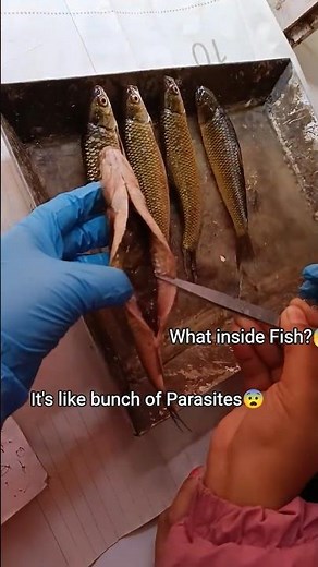 Step by step fish dissection to see whole organs 🐟 #dissection #practical #biology #fish #MSc #bsc