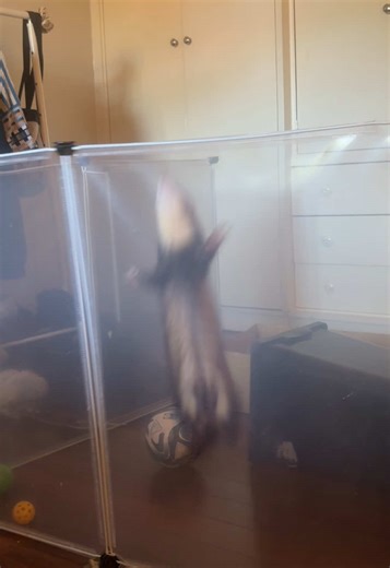Meet Our Craziest Ferret: Adorable Ferret Zoomies