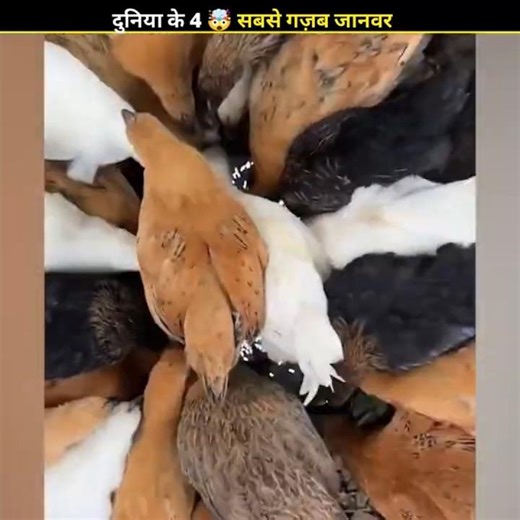 जानवरों के Funny कारनामें देखकर 🤯 हंसी नहीं रोक पाओगे 😂 | #shorts #viral #animals #comedy #funny