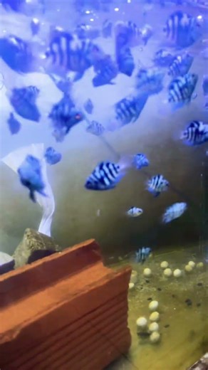 Vida de peixe Pool Nikita