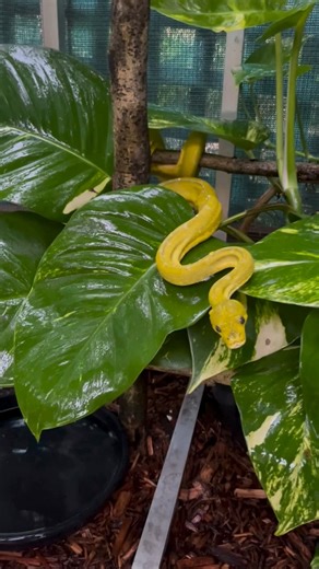Hoy #expoterrariarepost de @grass_is_greener_reptiles・・・With cyclone Jasper approaching the coast we are moving the animals indoors until it passes over the mountains - all the gtps are really enjoying the weather though 🌀 🌧️ #grassisgreenerreptiles #snake #python #greentreepython #gtp #snakesofinstagram #reptile #greentreepythons #chondro #reptilesofinstagram #green #yellow #aussieherps #australia #repost | Expoterraria