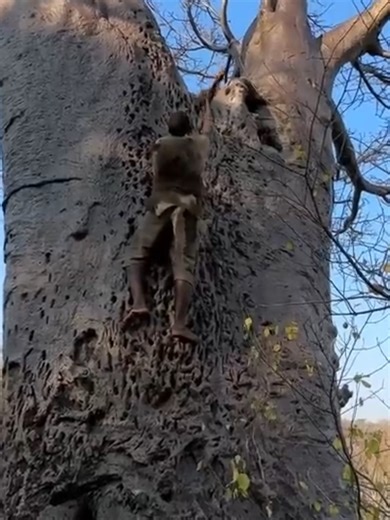 Hadzabe Tribe bushmen are very skilled when it comes to climbing big baobab trees as a part of their simple traditional lifestyle in the nature 🥰