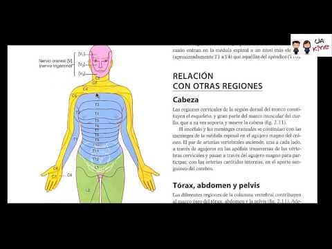 Anatomia - Dermatomas y Miotomas