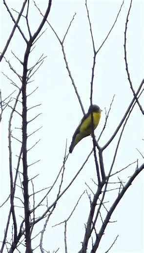 Tiny Yellow Songbird Lesser Goldfinch, #birds, #birdwatching, #nature, #birdsong, #cute #spring