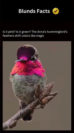 The Science of Hummingbird Color Shifting Feathers