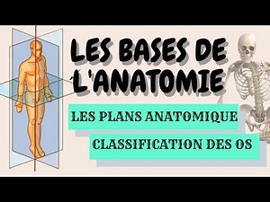 LES BASES DE L'ANATOMIE