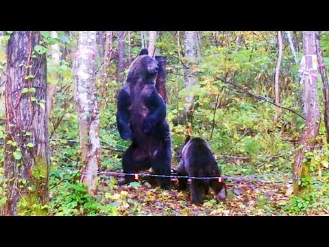 カメラは見た ヒグマの習性「背こすり」とその生態