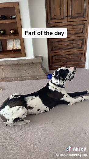 Funny Dog Fart Compilation