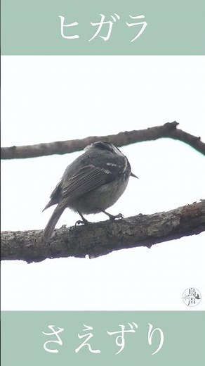 Coal Tit | Birds Singing | Wild Bird Song Sounds Archive #shorts