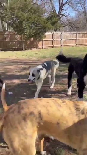 Pup’s Elbows Grind Together, Stealing His Ability To Walk—Surgery Is His Last Hope [STORY BELOW]